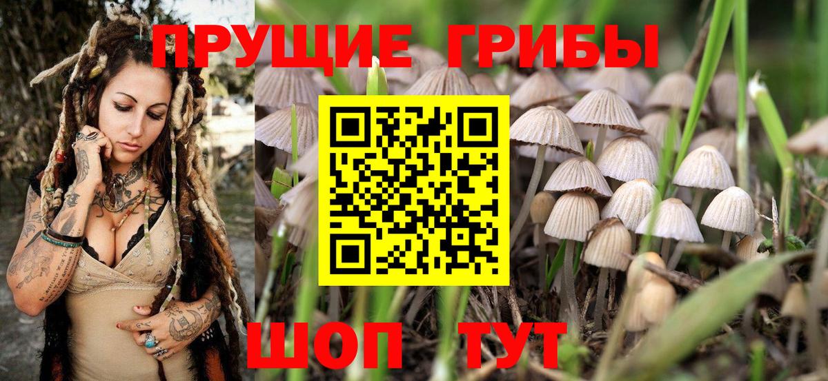 Новороссийск  Галлюциногенные грибы Psilocybine cubensis  Вход с VPN 
